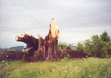 Kmen p�i pohledu od Libo�ovic.