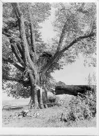 Po odlomen� v�tve, snad v r. 1989