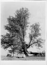 Po�kozen� l�py