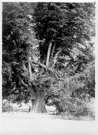 P�edchoz� po�kozen�.