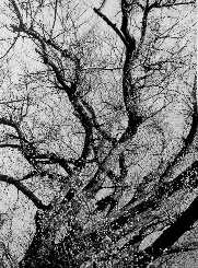 Pohled do v�tvov�.