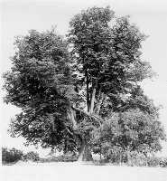 L�pa snad v r. 1989.