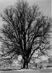 L�pa ve sv� mohutnosti.