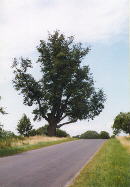 L�pa na ja�e 1999