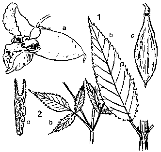 rostliny � k �l�nku B. Slav�ka